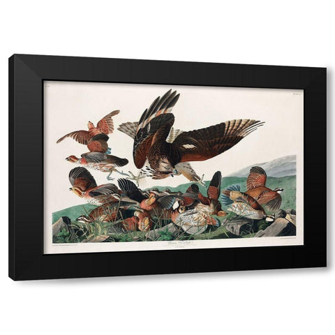 Virginian Partridge Black Modern Wood Framed Art Print with Double Matting by Audubon, John James