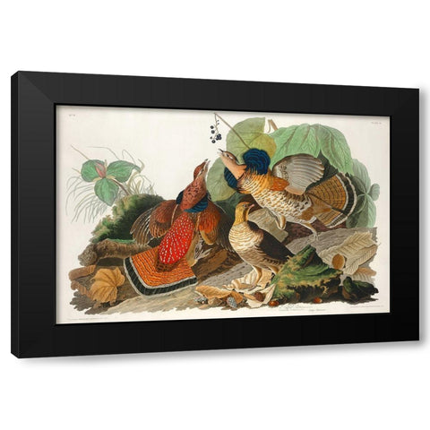 Ruffed Grouse Black Modern Wood Framed Art Print with Double Matting by Audubon, John James