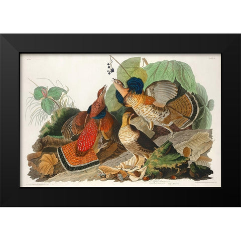 Ruffed Grouse Black Modern Wood Framed Art Print by Audubon, John James