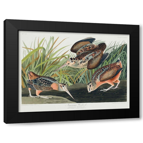 American Woodcock Black Modern Wood Framed Art Print by Audubon, John James