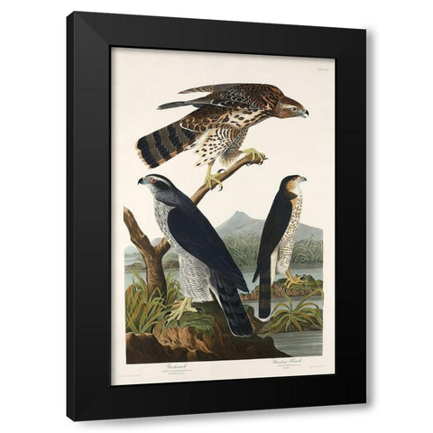 Goshawk and Stanley Hawk Black Modern Wood Framed Art Print by Audubon, John James