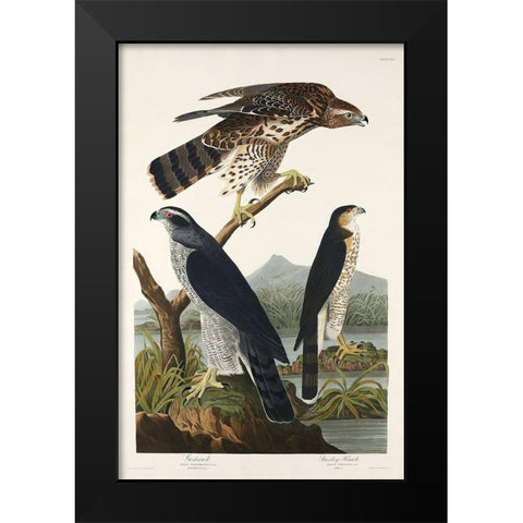 Goshawk and Stanley Hawk Black Modern Wood Framed Art Print by Audubon, John James