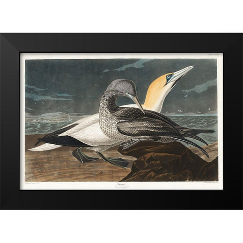 Gannet Black Modern Wood Framed Art Print by Audubon, John James