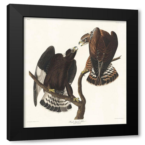 Rough-legged Falcon Black Modern Wood Framed Art Print by Audubon, John James