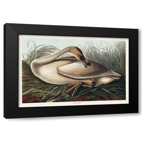 Trumpeter Swan Black Modern Wood Framed Art Print by Audubon, John James