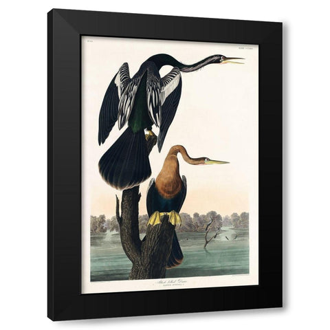 Black-bellied Darter Black Modern Wood Framed Art Print by Audubon, John James