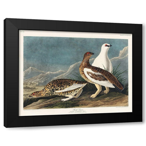 Rock Grous Black Modern Wood Framed Art Print with Double Matting by Audubon, John James