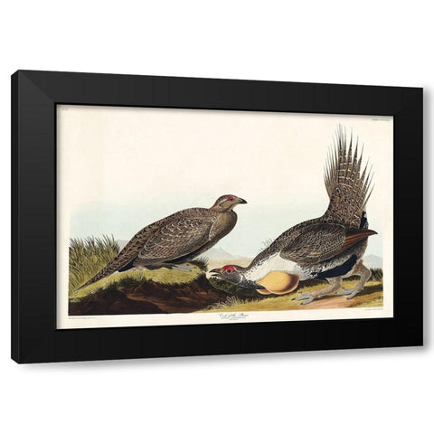 Cock of the Plains Black Modern Wood Framed Art Print with Double Matting by Audubon, John James