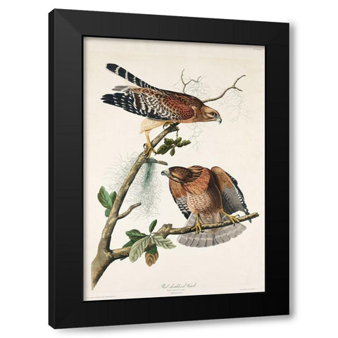 Red-shouldered Hawk Black Modern Wood Framed Art Print with Double Matting by Audubon, John James