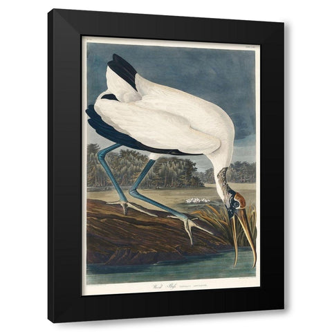 Wood Ibis Black Modern Wood Framed Art Print by Audubon, John James