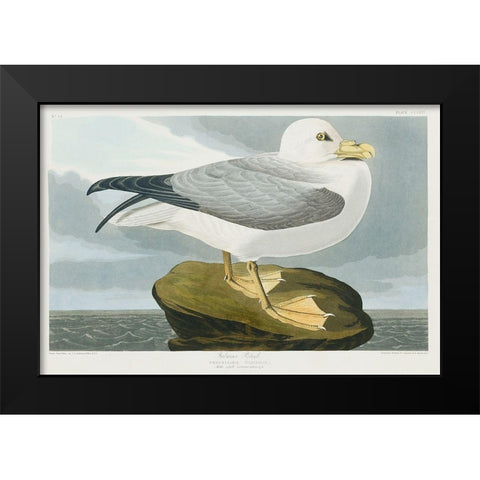 Fulmar Petrel Black Modern Wood Framed Art Print by Audubon, John James
