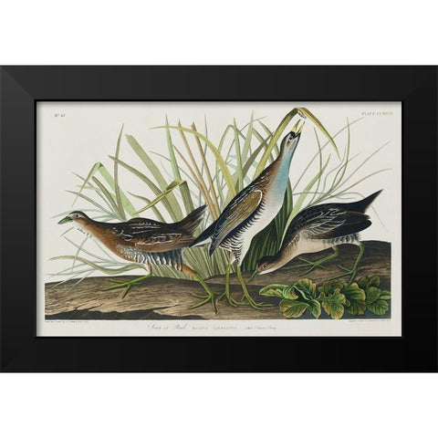 Sora, or Rail Black Modern Wood Framed Art Print by Audubon, John James