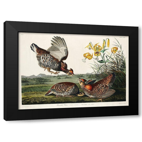 Pinnated Grouse Black Modern Wood Framed Art Print with Double Matting by Audubon, John James