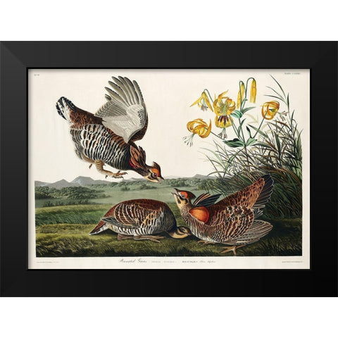 Pinnated Grouse Black Modern Wood Framed Art Print by Audubon, John James