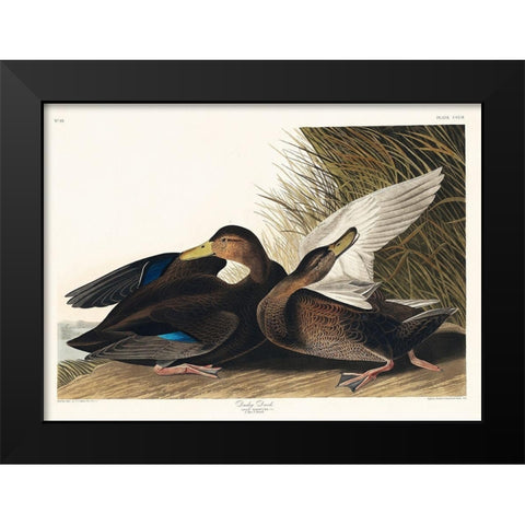Dusky Duck Black Modern Wood Framed Art Print by Audubon, John James