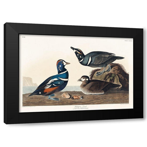 Harlequin Duck Black Modern Wood Framed Art Print by Audubon, John James