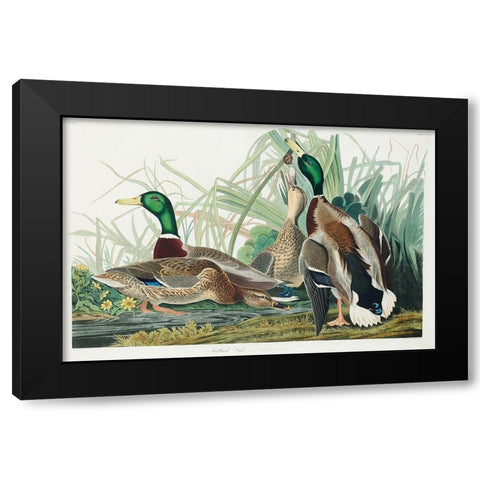 Mallard Duck Black Modern Wood Framed Art Print by Audubon, John James