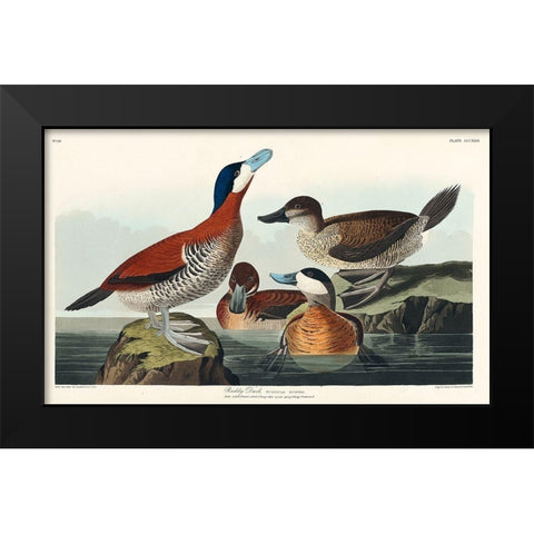 Ruddy Duck Black Modern Wood Framed Art Print by Audubon, John James