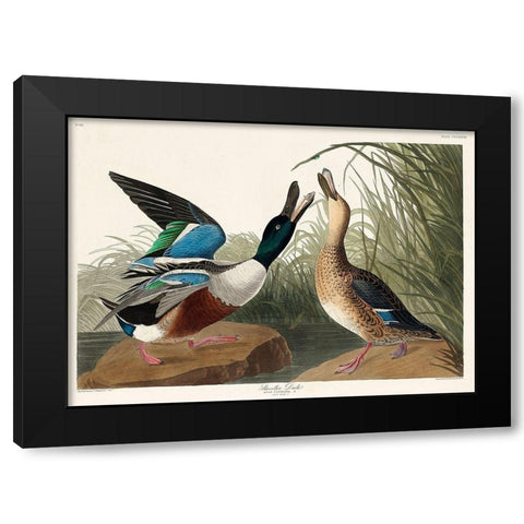 Shoveller Duck Black Modern Wood Framed Art Print with Double Matting by Audubon, John James