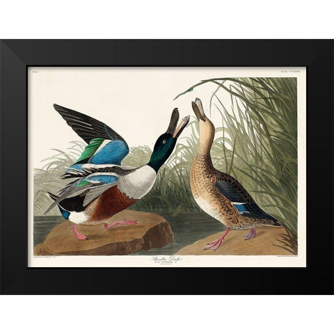 Shoveller Duck Black Modern Wood Framed Art Print by Audubon, John James