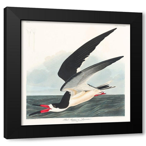 Black Skimmer Black Modern Wood Framed Art Print with Double Matting by Audubon, John James