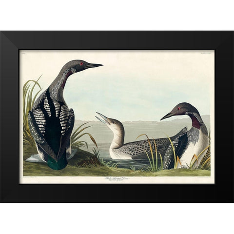 Black-Throated Diver Black Modern Wood Framed Art Print by Audubon, John James