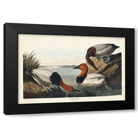 Canvas backed Duck Black Modern Wood Framed Art Print by Audubon, John James