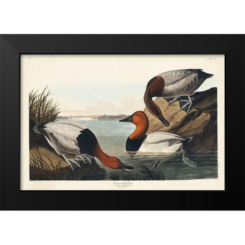 Canvas backed Duck Black Modern Wood Framed Art Print by Audubon, John James