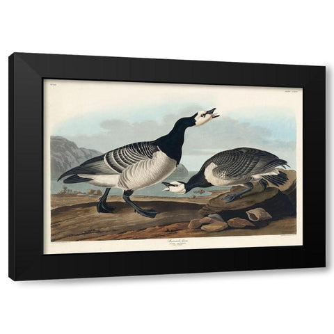 Barnacle Goose Black Modern Wood Framed Art Print by Audubon, John James