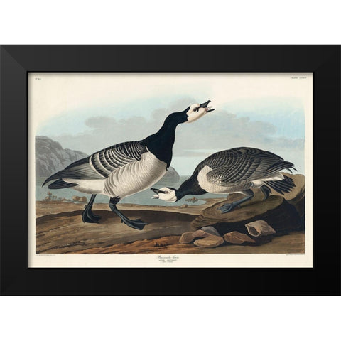 Barnacle Goose Black Modern Wood Framed Art Print by Audubon, John James