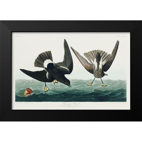 Stormy Petrel Black Modern Wood Framed Art Print by Audubon, John James