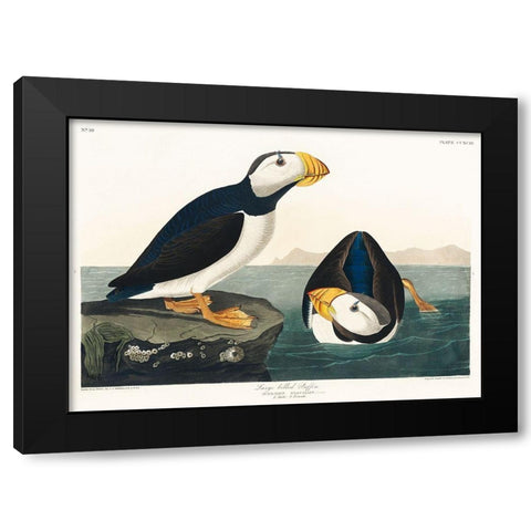 Large billed Puffin Black Modern Wood Framed Art Print with Double Matting by Audubon, John James
