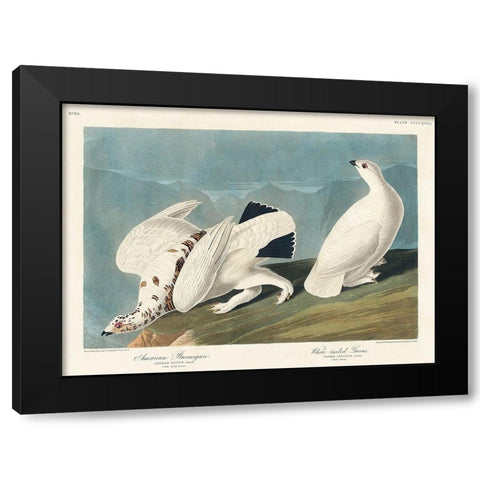 American Ptarmigan and White-tailed Grous Black Modern Wood Framed Art Print by Audubon, John James