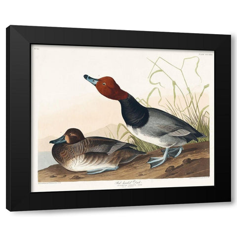 Red-headed Duck Black Modern Wood Framed Art Print with Double Matting by Audubon, John James