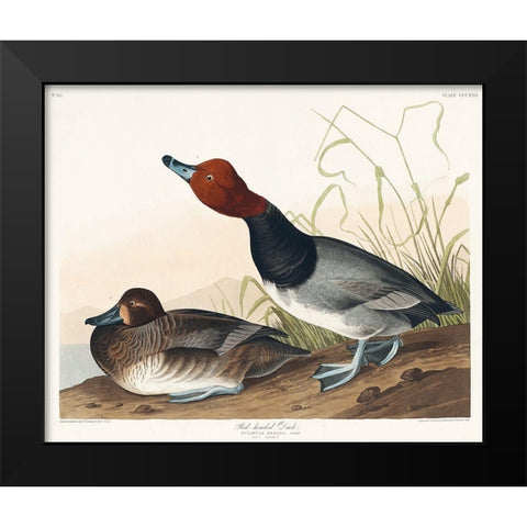 Red-headed Duck Black Modern Wood Framed Art Print by Audubon, John James