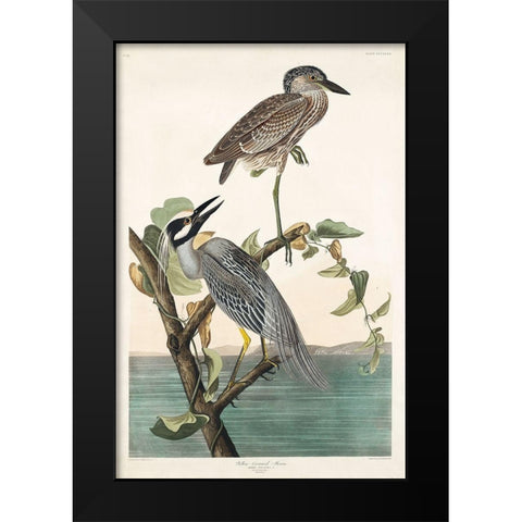 Yellow-Crowned Heron Black Modern Wood Framed Art Print by Audubon, John James