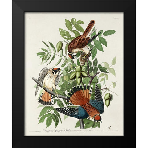 American Sparrow Hawk Black Modern Wood Framed Art Print by Audubon, John James