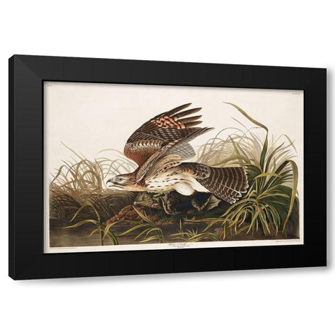 Winter Hawk Black Modern Wood Framed Art Print by Audubon, John James