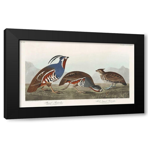 Plumed Partridge and Thick-legged Partridge Black Modern Wood Framed Art Print by Audubon, John James