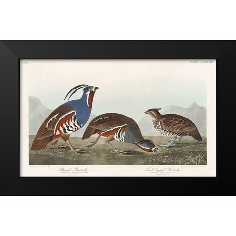 Plumed Partridge and Thick-legged Partridge Black Modern Wood Framed Art Print by Audubon, John James