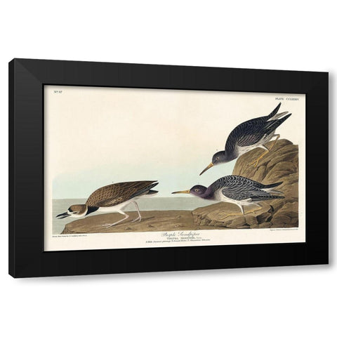 Purple Sandpiper Black Modern Wood Framed Art Print by Audubon, John James
