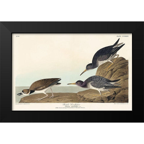 Purple Sandpiper Black Modern Wood Framed Art Print by Audubon, John James