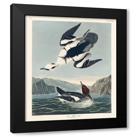 Smew or White Nun Black Modern Wood Framed Art Print with Double Matting by Audubon, John James