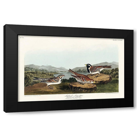 Lapland Long-spur Black Modern Wood Framed Art Print with Double Matting by Audubon, John James