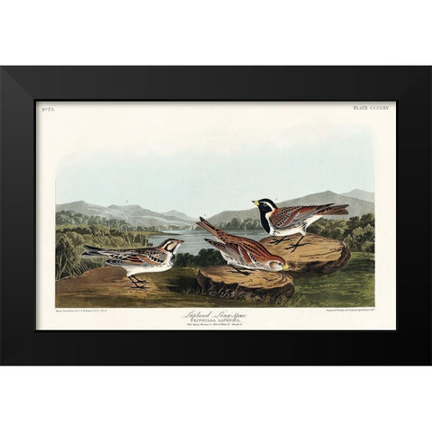 Lapland Long-spur Black Modern Wood Framed Art Print by Audubon, John James
