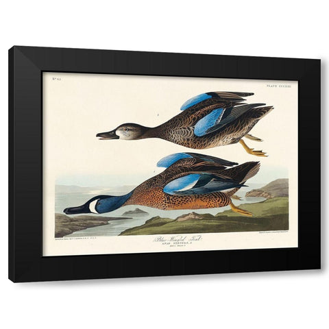 Blue-Winged Teal Black Modern Wood Framed Art Print with Double Matting by Audubon, John James