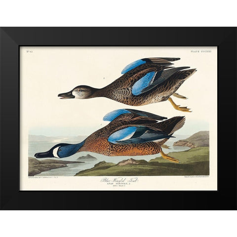 Blue-Winged Teal Black Modern Wood Framed Art Print by Audubon, John James