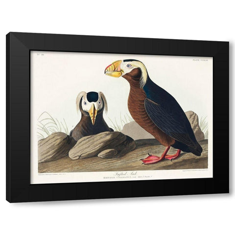 Tufted Auk Black Modern Wood Framed Art Print by Audubon, John James