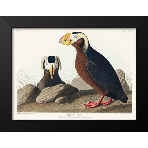 Tufted Auk Black Modern Wood Framed Art Print by Audubon, John James