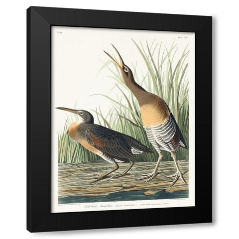 Salt Water Marsh Hen Black Modern Wood Framed Art Print with Double Matting by Audubon, John James